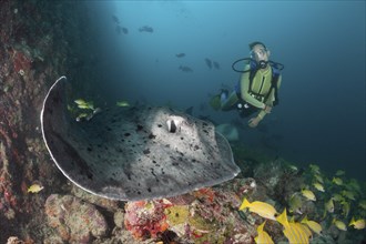 Diver and blackspot stingray, Taeniura meyeni, Ellaidhoo house reef, North Ari Atoll, Maldives,