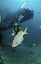 Yellowtail snapper and diver, Ocyurus chrysurus, Punta Cana, Caribbean Sea, Dominican Republic,