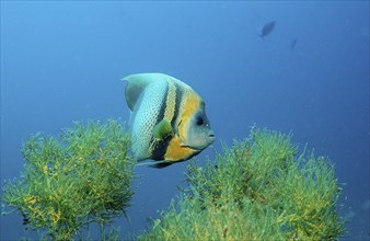 Cortez Angelfish, Pomacanthus zonipectus, Mexico, Lake Cortez, Lower California, La Paz, Central