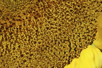 Centre of giant sunflower