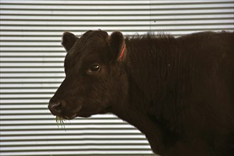 Cute Angus yearling calf, Westland, New Zealand, Oceania