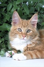 Maine Coon cat