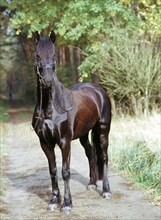 Friesian, friesian, black, stallion, stallion, 6-year-old