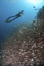 Diver and Black coral surrounded by glassfish, Parapriacanthus sp., Antipathes dichotoma, Maya