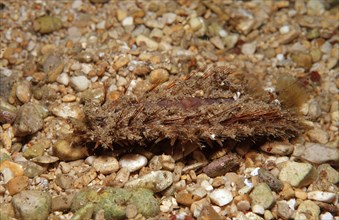 Sea mouse, Aphrodita aculeata, Greece, Mediterranean Sea, Europe