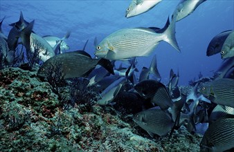 Rabbitfish, Siganus sp., Mexico, Lake Cortez, Lower California, La Paz, Central America