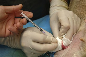 Vets implant an embryo into the uterus of a surrogate hind during an embryo transfer programme on