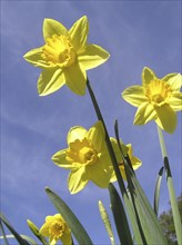 Yellow daffodils leaning forward