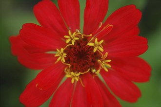 Red zinnia against green background