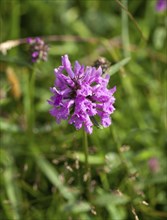 Wild flower Betony, growing on chalk downland The South Downs in Sussex