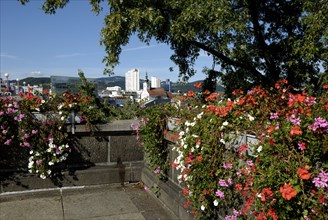 Flowers at the Nibelungen Bridge, Linz, Upper Austria, Austria, Europe