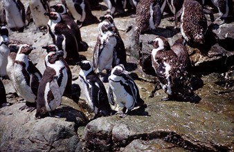 African penguins, Spheniscus demersus, South Africa, Addo Elephant National Park, St. Croix, Port