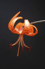 Orange tiger lily on black background, vertical format