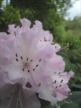 Cluster of pink rhododendron flowers