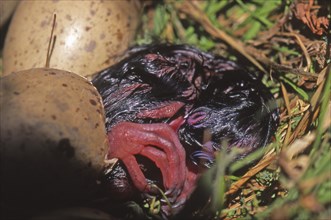 Pukeko chick hatching (Porphyrio porphyrio)