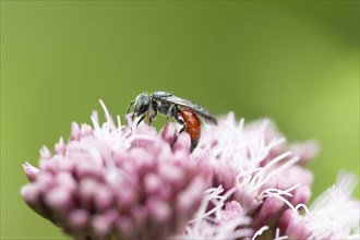 Blood bee (Sphecodes), on flower, North Rhine-Westphalia, Germany, Europe