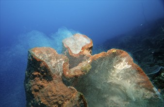 Sponge laying eggs, Komodo National Park, Indian Ocean, Indonesia, Asia