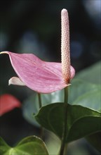 Pink flower, Arum lily, Zantedeschia aethiopica