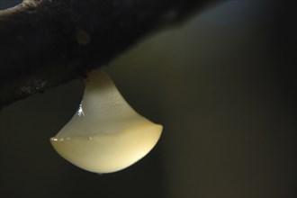 White disc fungus, probably Calycella citrinum, hanging from a branch in a tree, West Coast, South