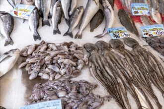 Squid at the Ballaro market in Palermo, Sicily