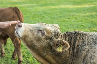 Woman's hand patting a young bull nose, very people friendly and with a dirty fur, at a small