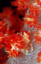 Soft coral spider crab, Hoplophrys oatesii, Indonesia, Wakatobi Dive Resort, Sulawesi, Indian