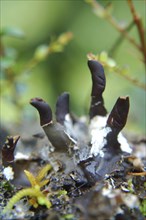 Fruiting bodies on a small lichen, West Coast, South Island, New Zealand, Oceania