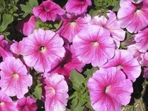 Pink petunia flowers