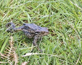 Toad walking across grass