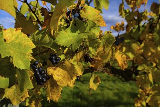 Grape vineyard in autumn in South Island, New Zealand, Oceania