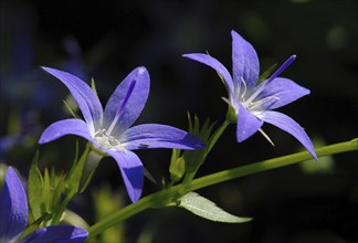 Two blue flowers with green stems on a dark background