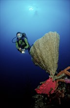 Diver and coral reef, Catalina, Caribbean Sea, Dominican Republic, Central America