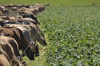 Jersey cows at the break fence for a winter feed of turnips, Westland, New Zealand, Oceania