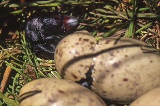 Pukeko chick hatching (Porphyrio porphyrio)