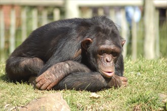 Chimpanzee in a zoo, looking depressed