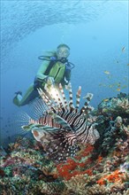 Diver and lionfish, Pterois miles, Maya Thila, North Ari Atoll, Maldives, Asia