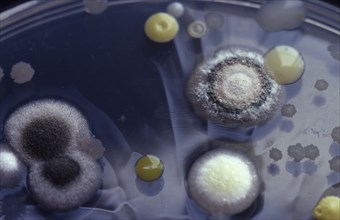 Bacteria and moulds growing on agar in a petri dish