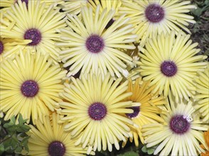 Yellow gerberas