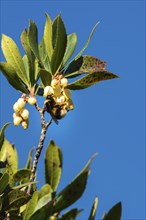 A bee on yellow flowers against a clear blue sky, surrounded by green leaves on a branch,