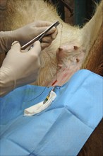 A vet sews up the incision in the abdomen of a surrogate hind during an embryo transfer programme