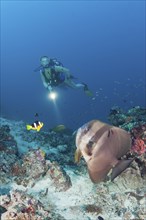 Longfin batfish and diver, Platax teira, Maya Thila, North Ari Atoll, Maldives, Asia