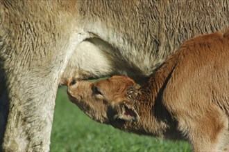 Jersey cow feeding her calf, West Coast farm, South Island, New Zealand, Oceania