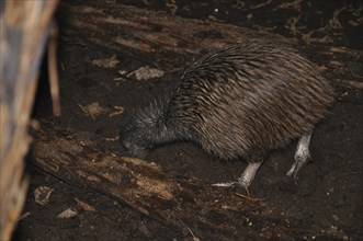 North Island brown kiwi, Apteryx australis, buries its beak in the ground, searching for food, New