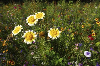 Daisies in a flower meadow