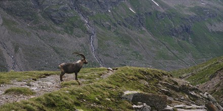 Alpine ibex, Ochsental, Silvretta, Vorarlberg