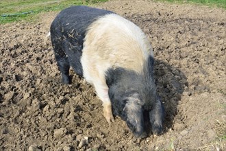 Free range pig feeding