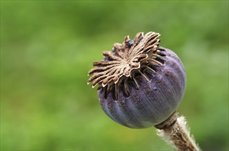 Poppy seed capsule