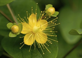 Yellow flower of the broad-leaved St John's wort