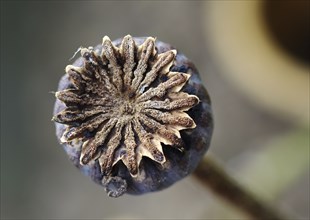 Poppy seed capsule