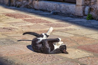 Cute cat laying on the street in Kotor, Montenegro, Europe